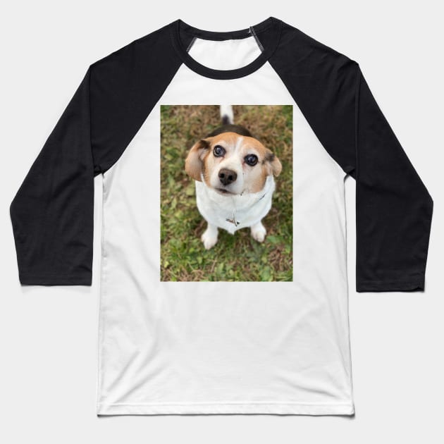 The Curious Beagle Baseball T-Shirt by Layla's Surgery Fundraiser